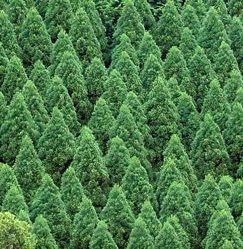 樹木の伐採に関することは株式会社夜久林業へお任せください