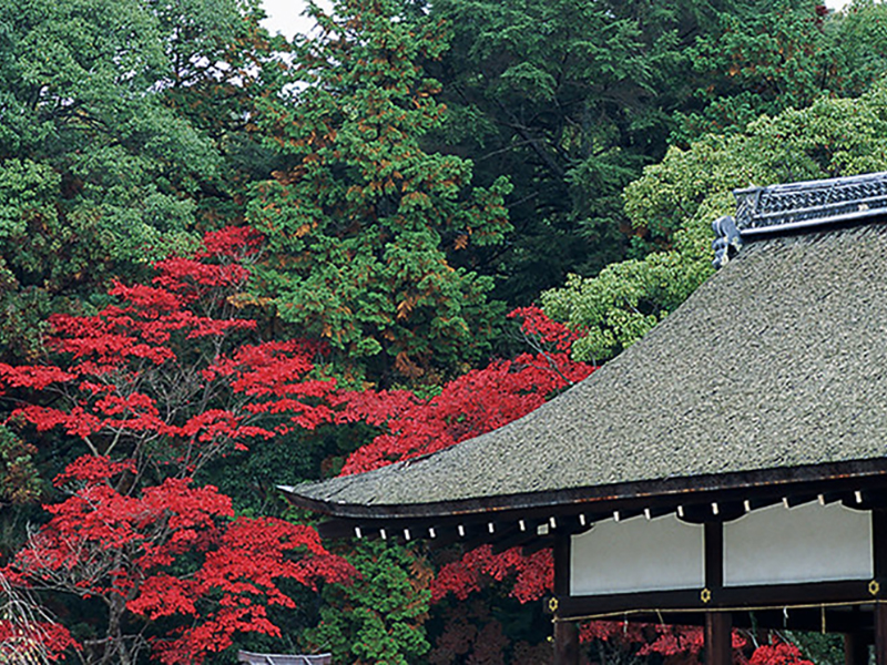 個人・企業の方問わず、樹木の伐採に関するお悩みは福知山市の株式会社夜久林業にお任せ下さい！